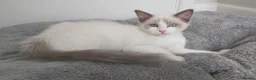 Ragdoll cats for sale: RAGDOLLS SEAL POINT BICOLOUR GIRLS BLUE EYES  - Advert 12
