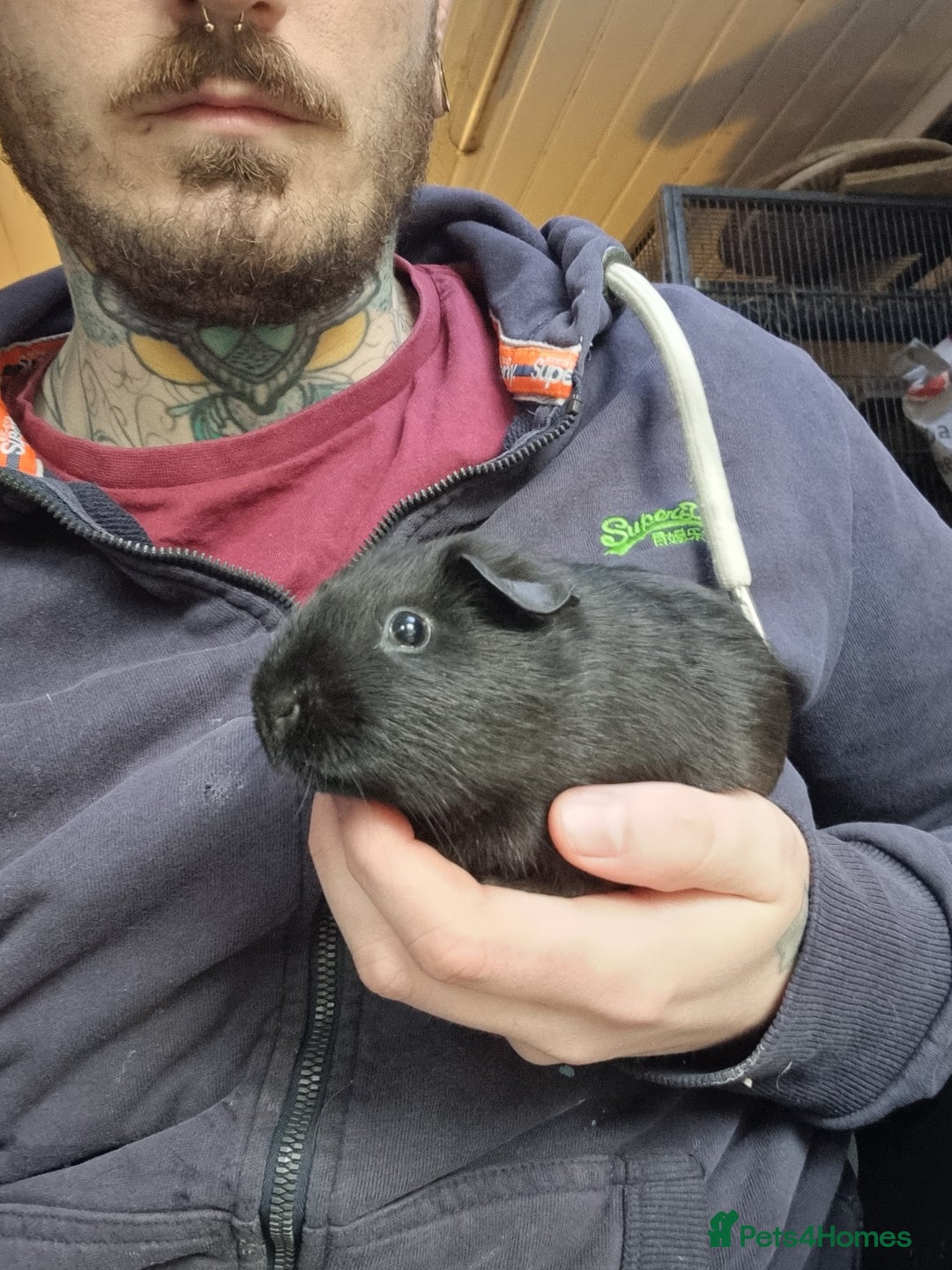 Guinea Pig rodents for sale: Baby Male Guinea Pigs  - Image 9