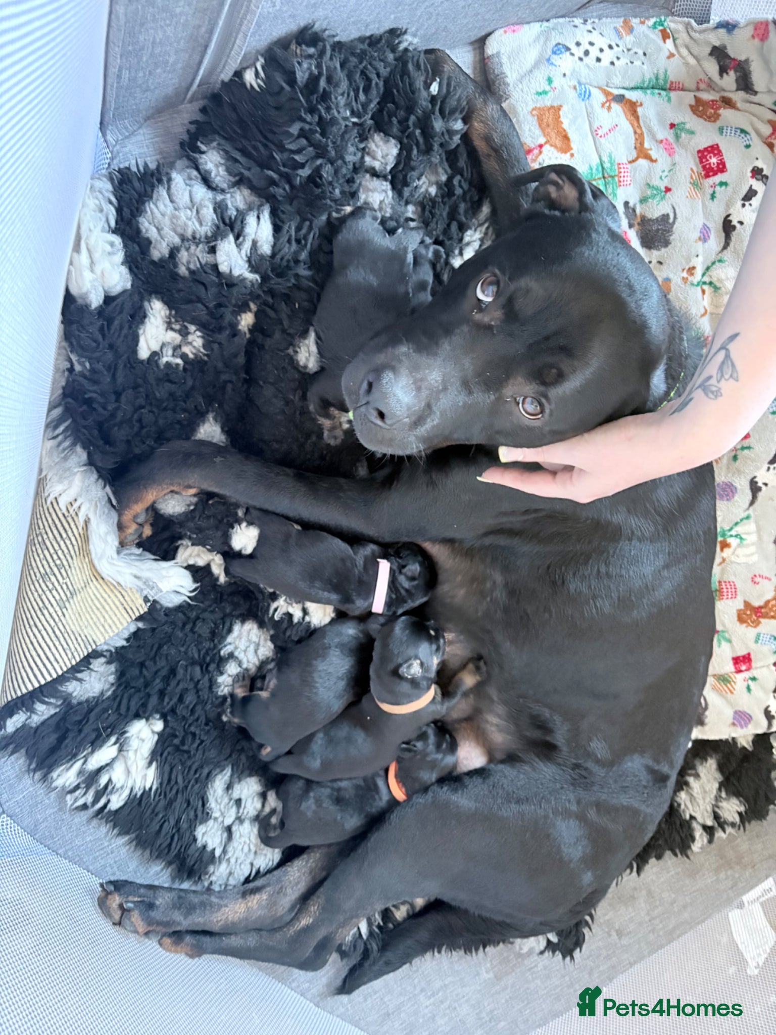 Rottweiler dogs 2 Rottweiler Puppies Left - 1 Boy 1 Girl  - Advert 16