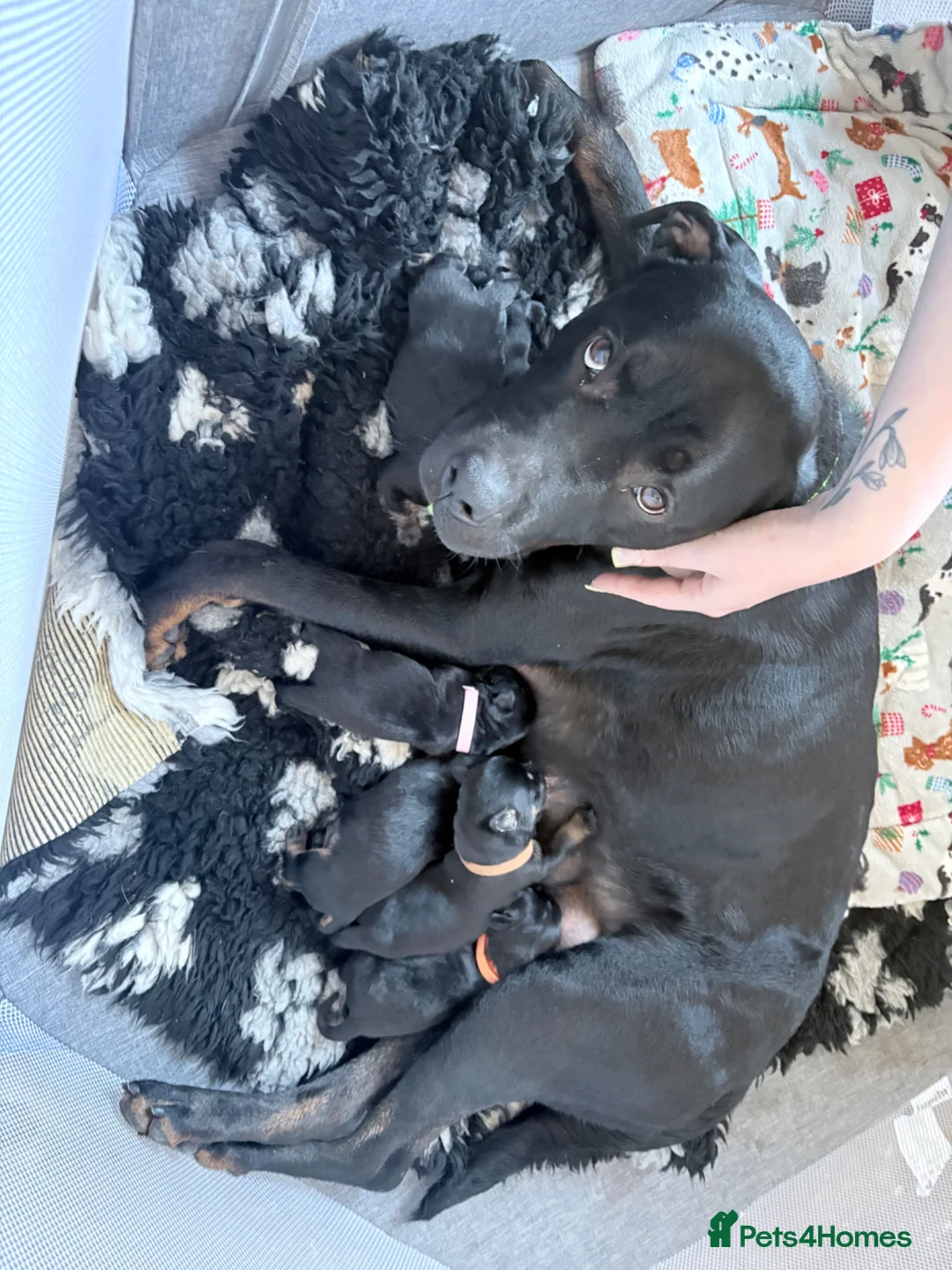 Rottweiler dogs for sale: 2 Rottweiler Puppies Left - 1 Boy 1 Girl  in Swadlincote - Advert 1