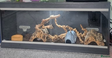 Corn Snake reptiles - Advert 4