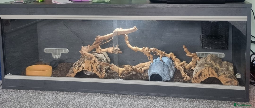 Corn Snake reptiles for sale: Adult Female Corn Snake For Sale - Image 2