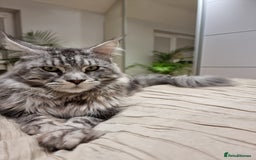 Maine Coon cats for sale: TICA - Maine Coon – 5 Boys Looking for Loving Home - Image 23