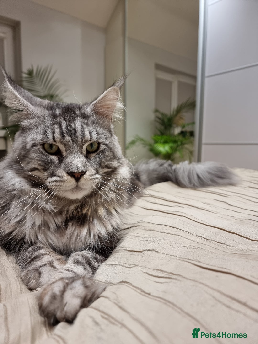 Maine Coon cats for sale: TICA - Maine Coon – 5 Boys Looking for Loving Home - Image 23