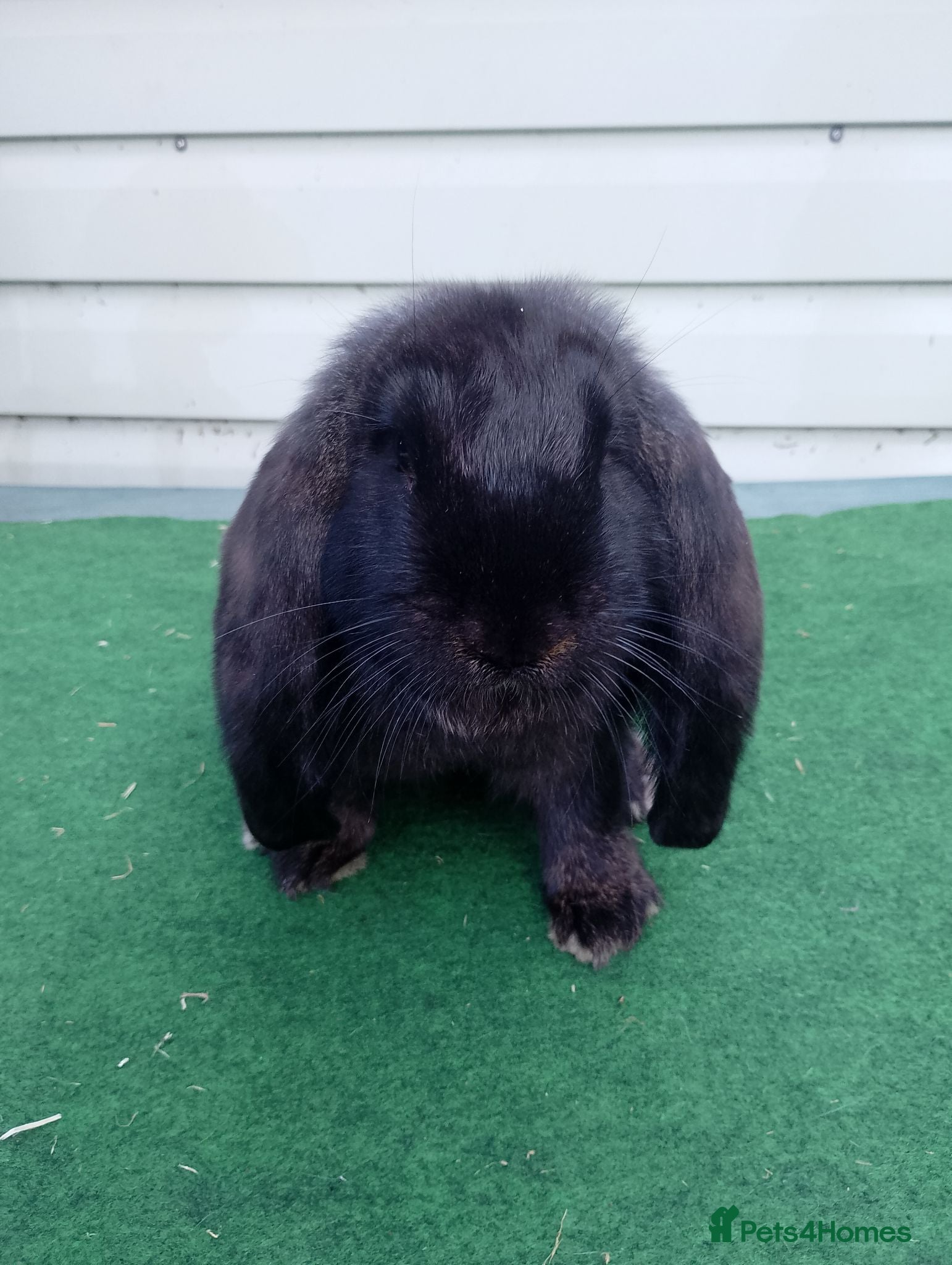 French Lop rabbits Baby French Lop - ready now  - Advert 4