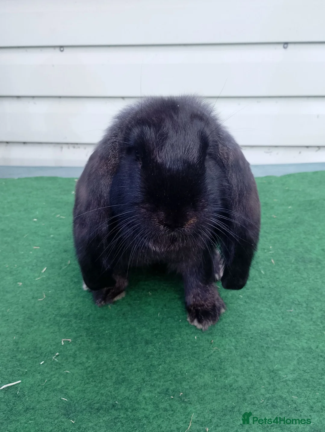 French Lop rabbits for sale: Baby French Lop - ready now  - Advert 1