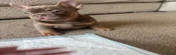 French Bulldog dogs for sale:  MASSIVELY REDUCED AGAIN!!READY TO LEAVE-frenchies - Advert 14