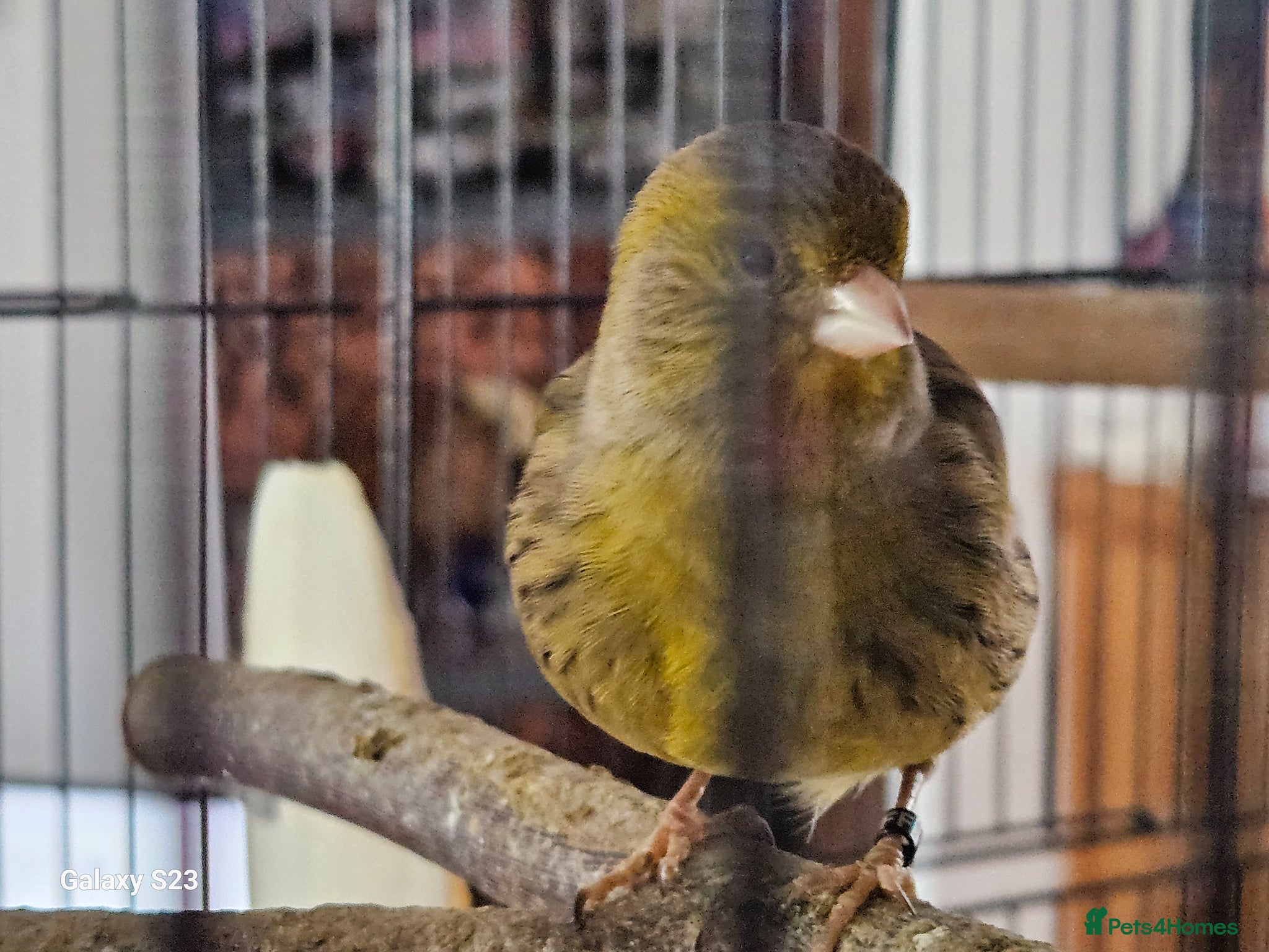 Canaries birds for sale: Fife canaries - Advert 5
