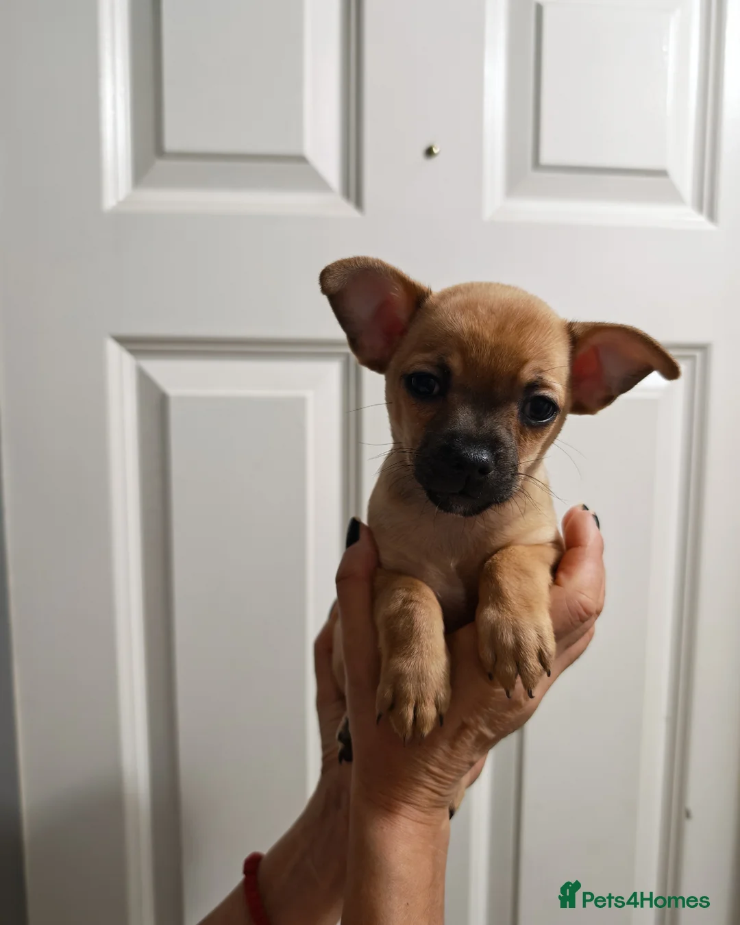 Chihuahua dogs for sale: Chihuahua puppys - Advert 7