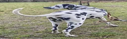 Dalmatian dogs for sale: 6 month old male dalmatian  - Advert 4