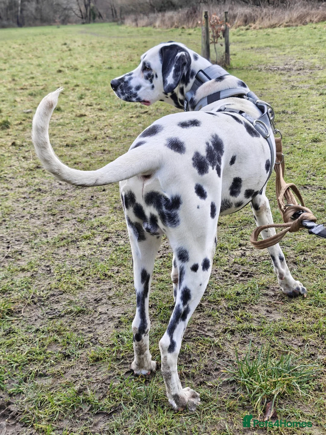 Dalmatian dogs for sale: 6 month old male dalmatian  - Advert 4