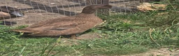 Ducks poultry for sale: Khaki Campbell growers - Advert 9