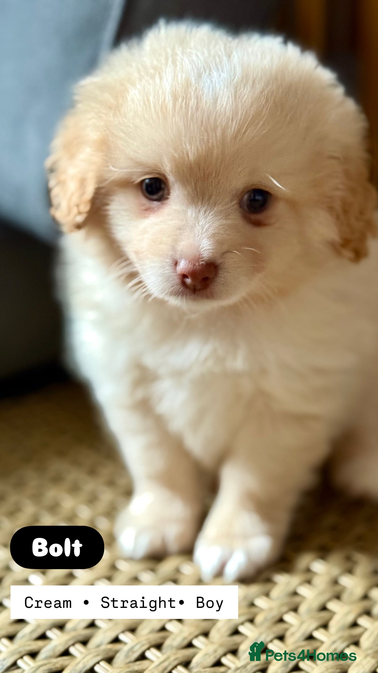 Mixed Breed dogs Adorable Pomapoo puppies- ready soon - Advert 3