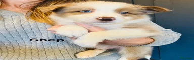 Shep