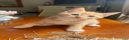 Mixed Breed cats for sale: Ginger Calico Tuxedo Kittens London-Richmond Sale - Advert 8