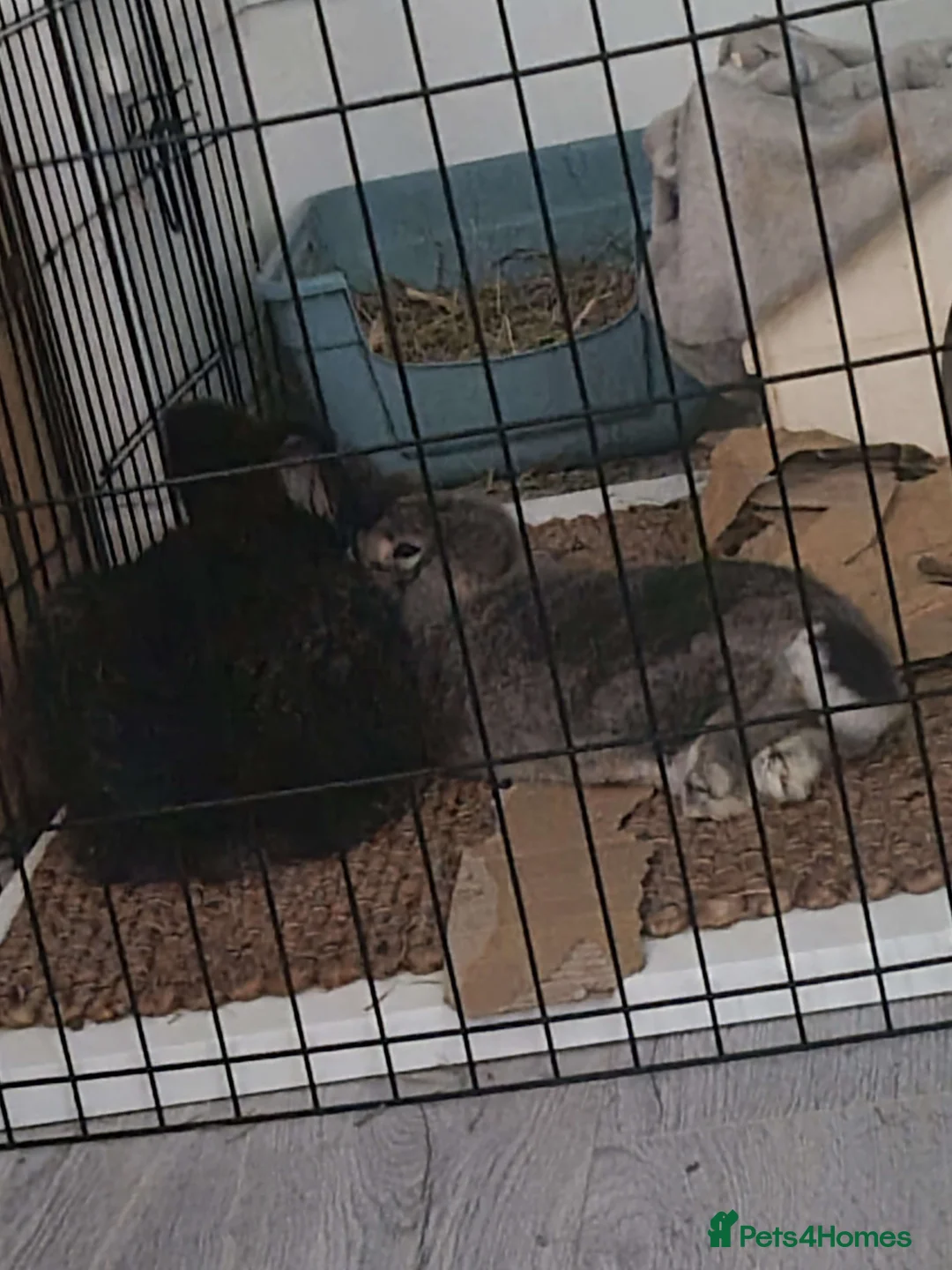 Mixed Breed rabbits for sale: BONDED PAIR- mini lop and lionhead - Advert 6