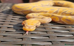 Python Snake reptiles for sale: Royal pythons for sale  - Image 5