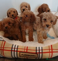 Cockapoo dogs - Advert 14