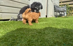 Cockapoo dogs for sale: Stunning best quality cockapoo puppies - Image 8