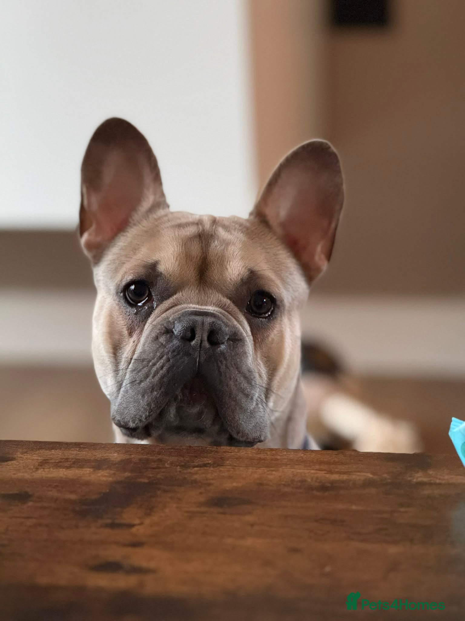 French Bulldog dogs The most loving French bulldog for sale  - Advert 4