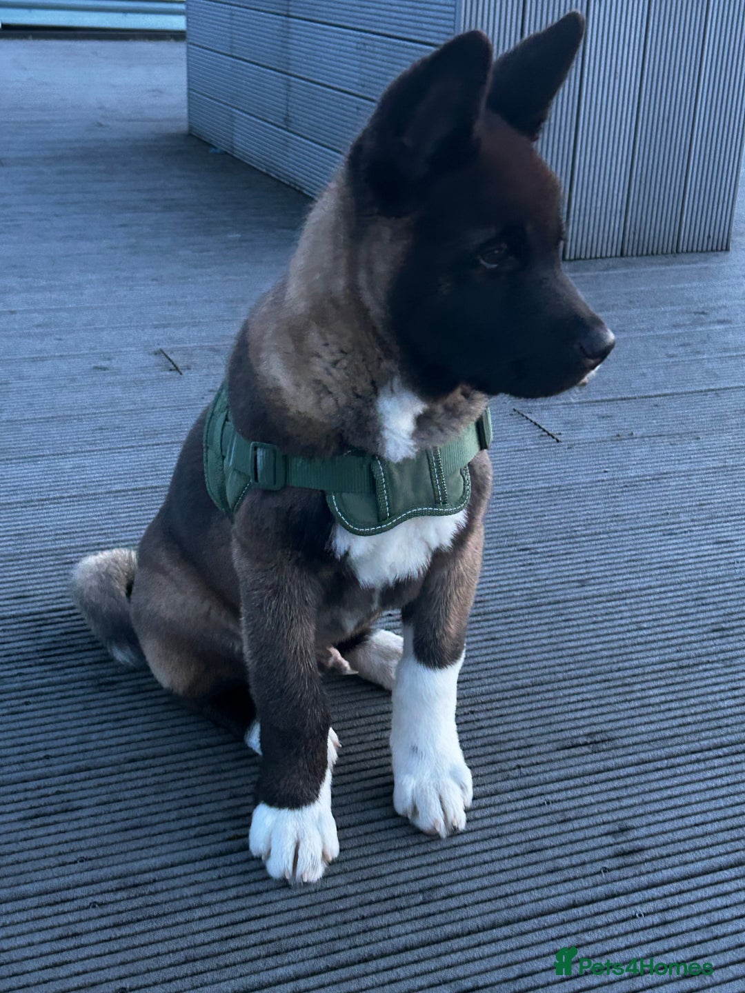 Akita dogs for sale: American Akita puppy looking for new home - Advert 17