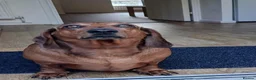 Dachshund dogs for sale: 2x dachshunds in Bristol - Advert 5