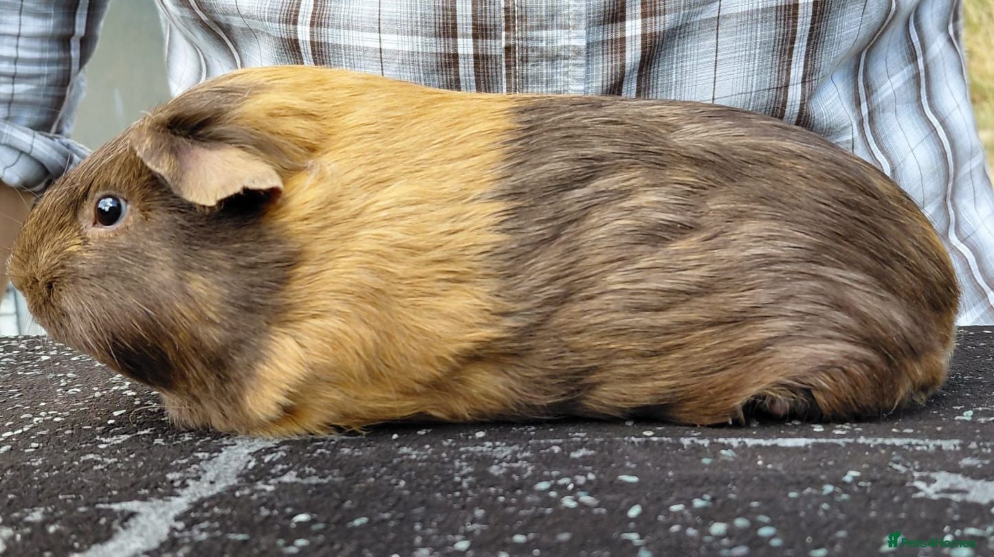 Guinea Pig rodents Pretty female guinea pigs for sale  - Advert 2