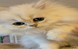 Persian cats for sale: TICA reg Silver & Golden Chinchilla Persians  - Image 5