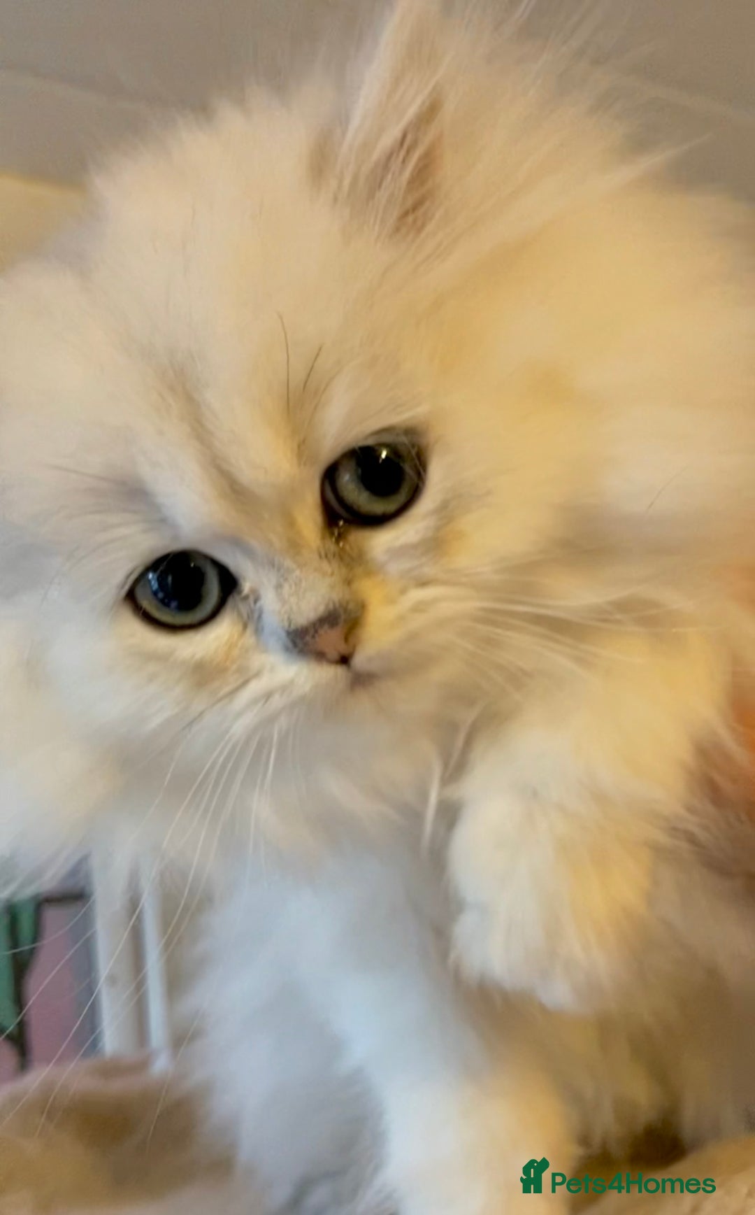 Persian cats for sale: TICA reg Silver & Golden Chinchilla Persians  - Image 5
