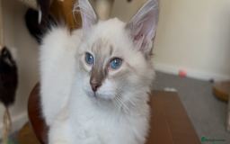 Siberian cats for sale: Siberians with wonderful personalities  - Image 9