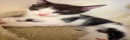 Domestic Shorthair cats for sale: STILL AVAILABLE- 2 black and white kittens  - Advert 17
