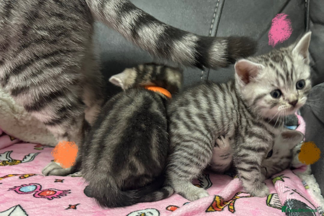 British Shorthair cats for sale: GCCF REGISTERED SILVER TABBY & SPOTTED BSH KITTENS - Advert 23