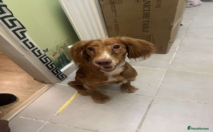 Cocker Spaniel dogs - Advert 1