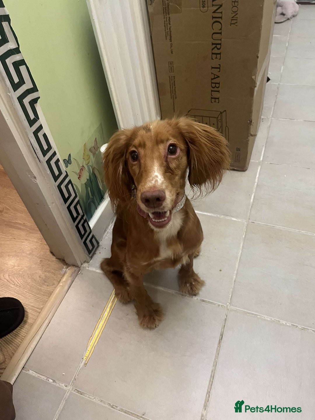 Cocker Spaniel dogs for sale: 8 month old puppy called summer ☀️ - Image 1