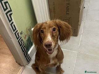 Cocker Spaniel dogs - Advert 18