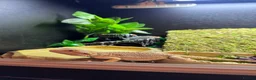 Bearded Dragon reptiles for sale: Bearded dragon  in Sunderland - Advert 4