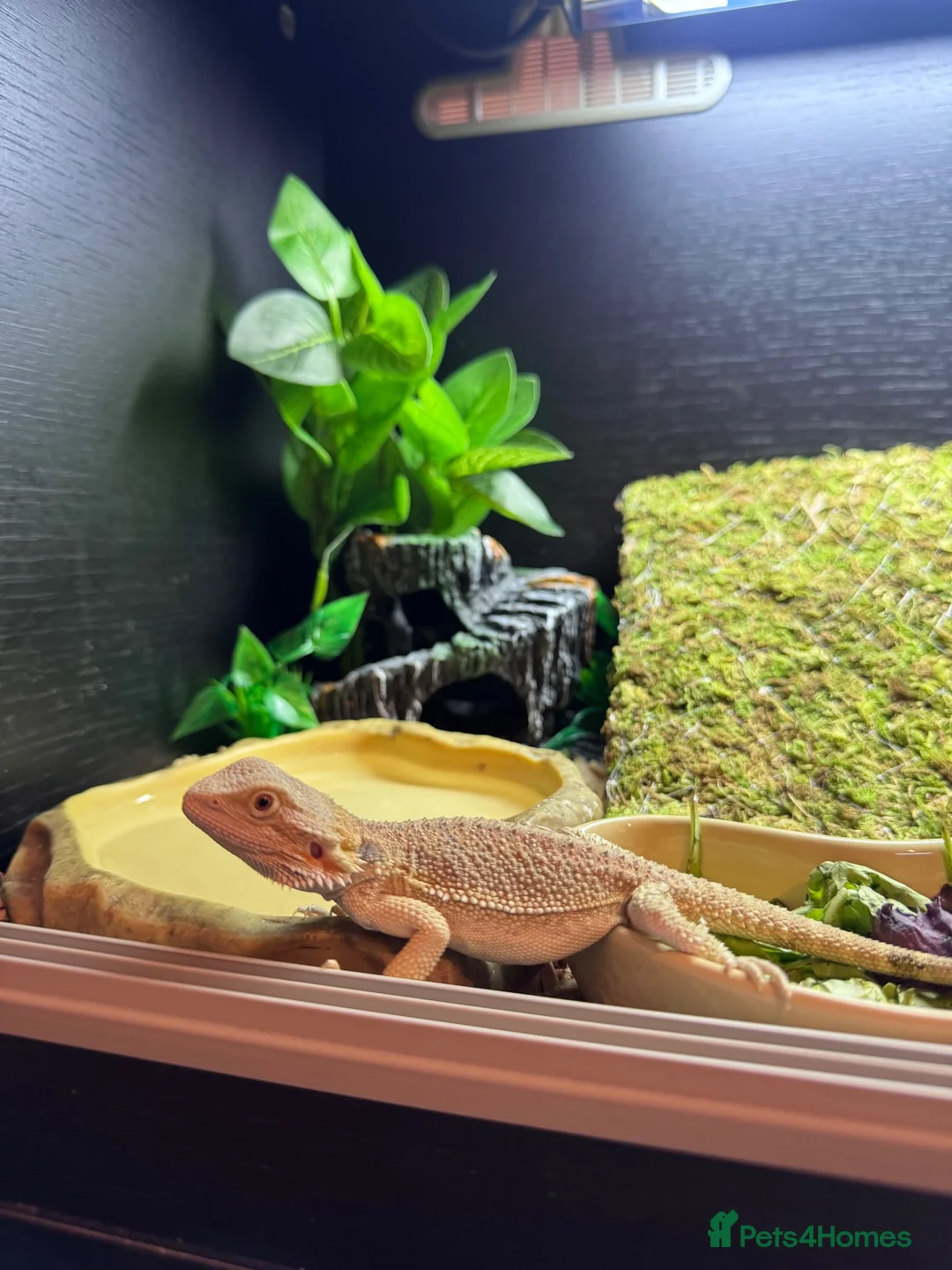 Bearded Dragon reptiles for sale: Bearded dragon  in Sunderland - Advert 4