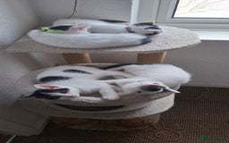 Mixed Breed cats for sale: Cute Furry Friends Ready to find new home. - Image 15