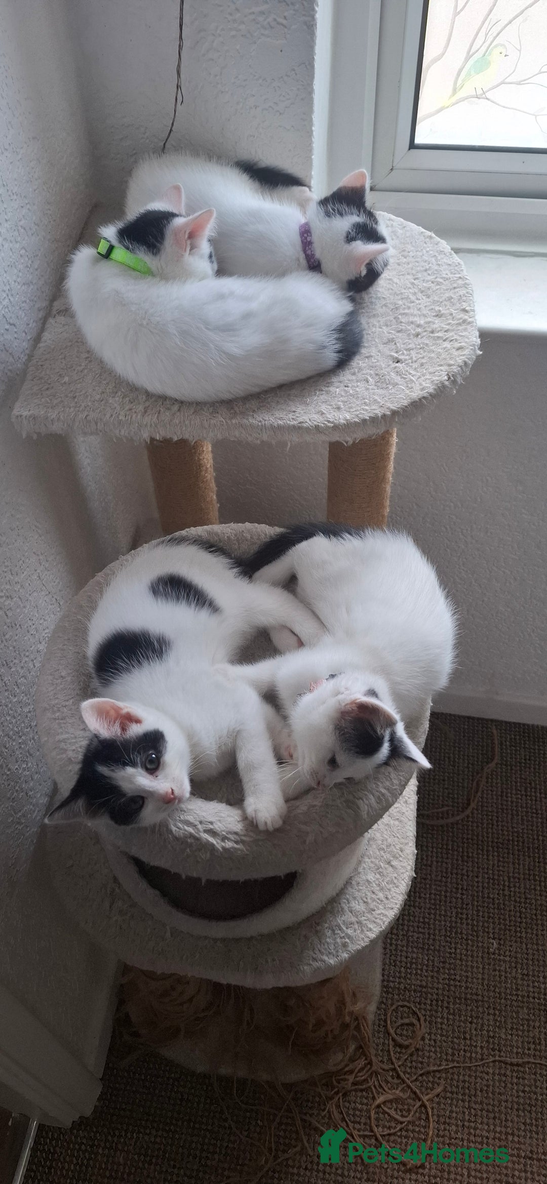 Mixed Breed cats for sale: Cute Furry Friends Ready to find new home. - Image 15