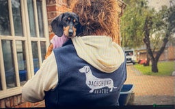 Dachshund dogs for adoption: Dachshund - Image 2