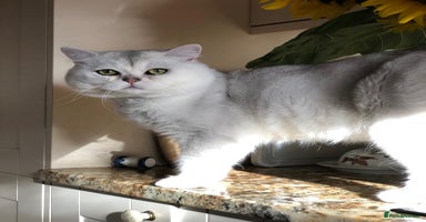 British Shorthair cats in Alton - Advert 1