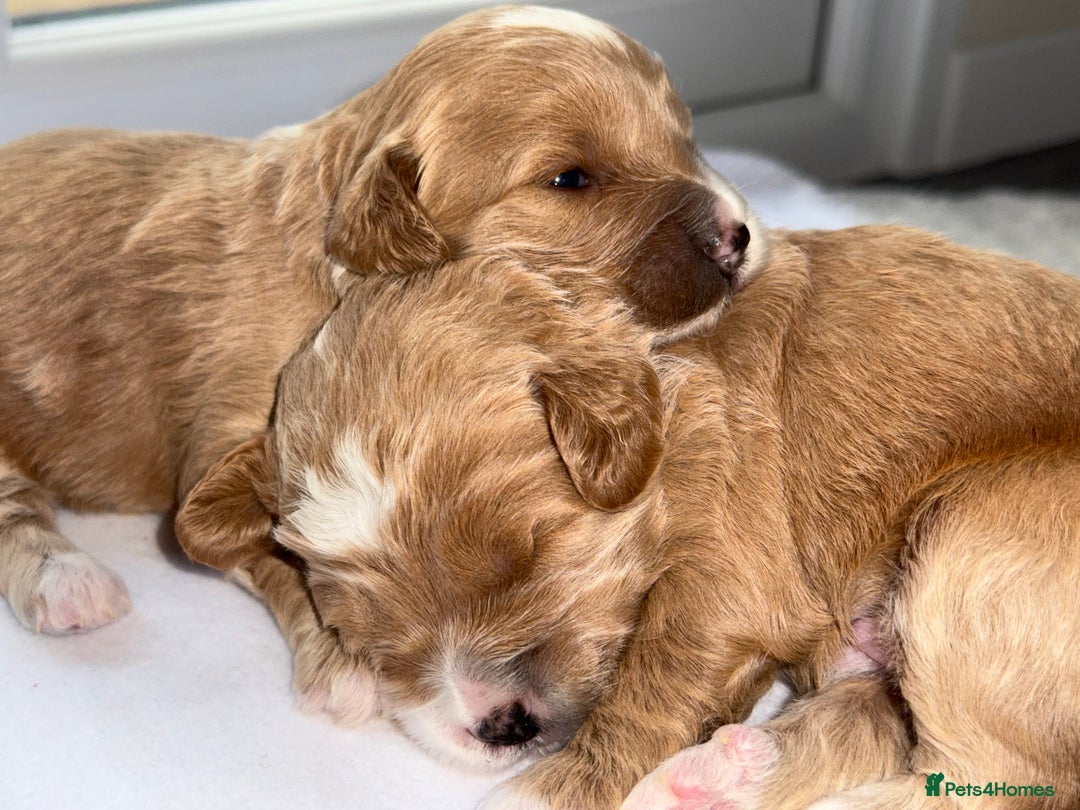 Cockapoo dogs for sale: F1B TOY COCKAPOO’S - Advert 22