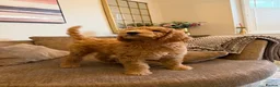 Standard Poodle dogs for sale: Standard Poodle last boy ready now-reduced price - Advert 9