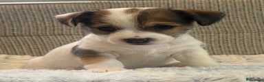 Jack Russell Puppy 3