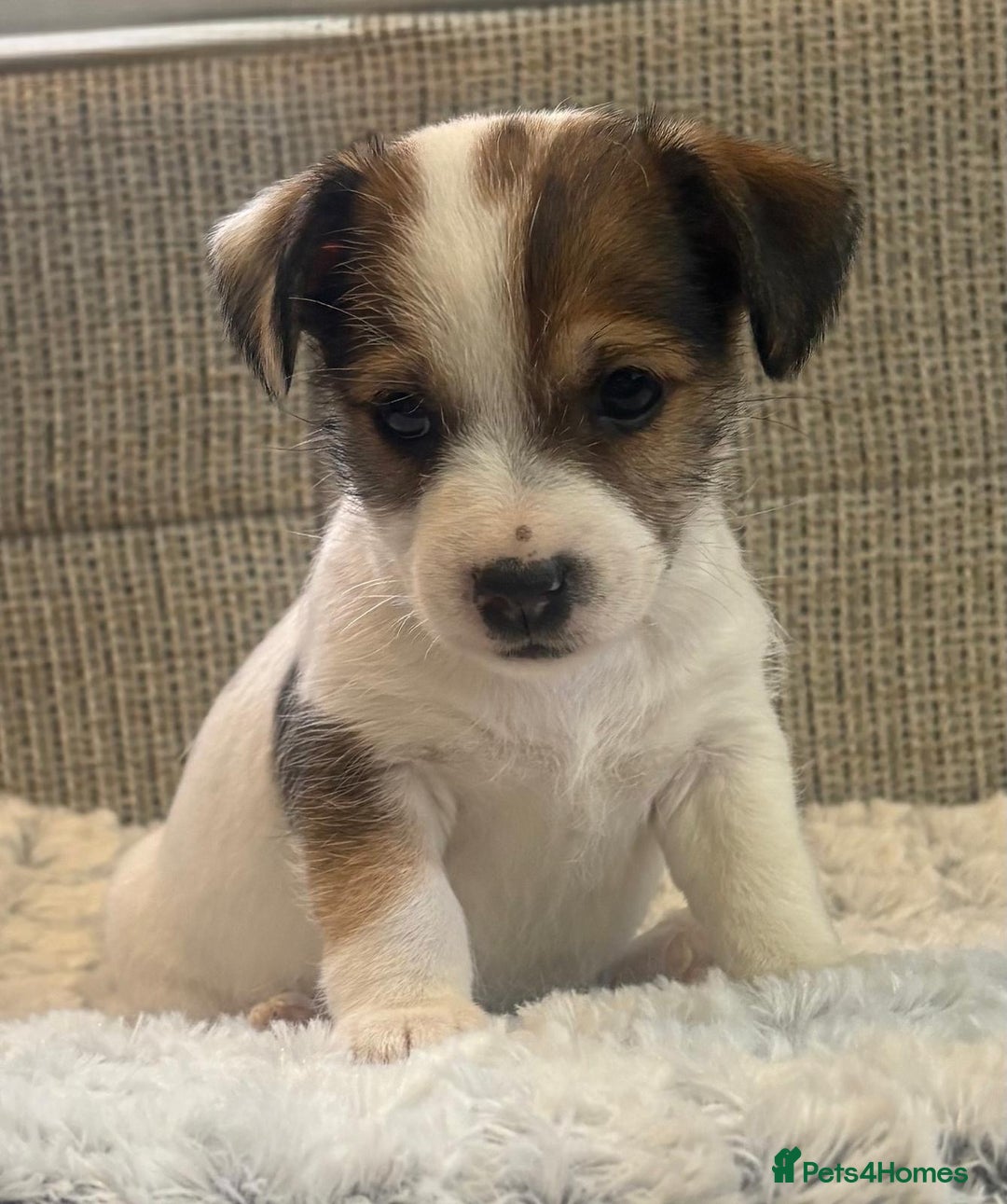 Jack Russell dogs for sale: Gorgeous short-legged Jack Russell Puppies! - Advert 26