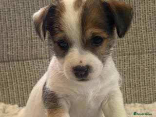 Jack Russell dogs Gorgeous short-legged Jack Russell Puppies! - Advert 6