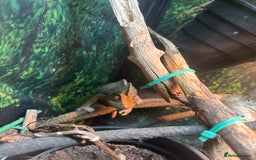 Chameleon reptiles for sale: Chameleon for sale  - Image 5