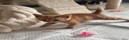 Domestic Shorthair cats for sale: 3 gorgeous Ginger Boys and one Black - Advert 23