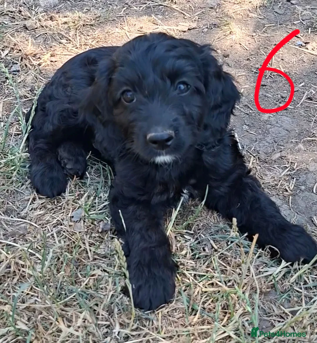 Cockapoo dogs for sale: Fully vaccinated F1 Cockapoo Pups  - Advert 1