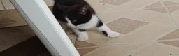 Mixed Breed cats for sale: Kitten for sale boy and girls  - Advert 4